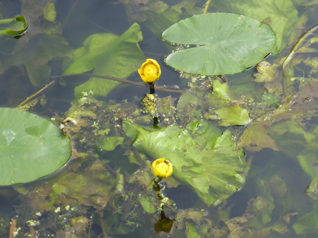 29.6.2015 ( Section 9 )