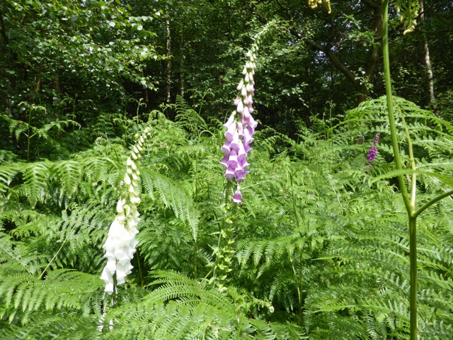 29.6.2015 ( Section 9 )