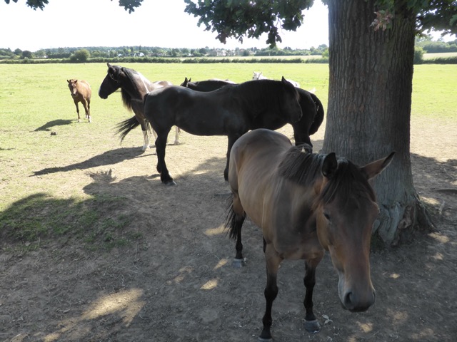 6.8.2018 ( Section 10 )