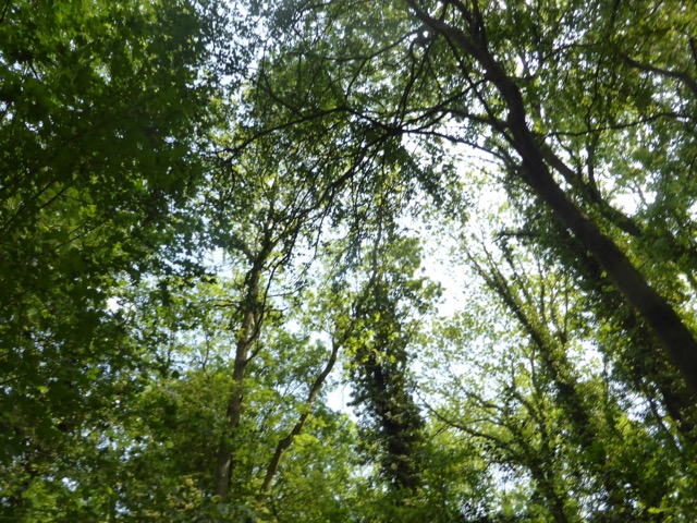 22.5.2018 ( Section 13 )