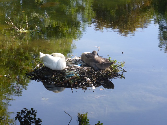 15.9.2018 ( Section 14 )