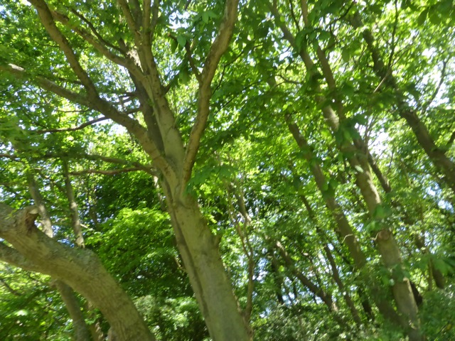 LL Section 15 ( 1.6.2019 )