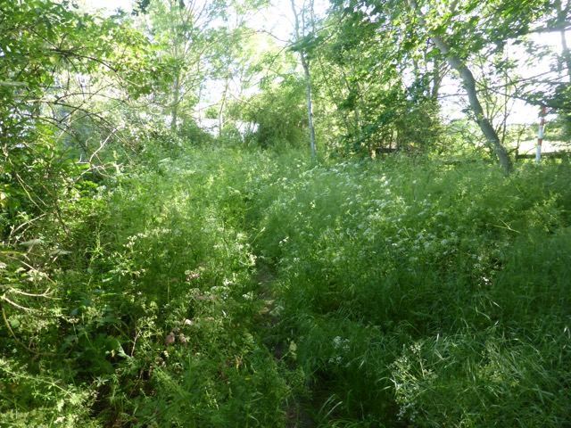 LL Section 15 ( 1.6.2019 )