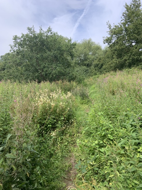 LL Section 16 ( 23.7.2020 )