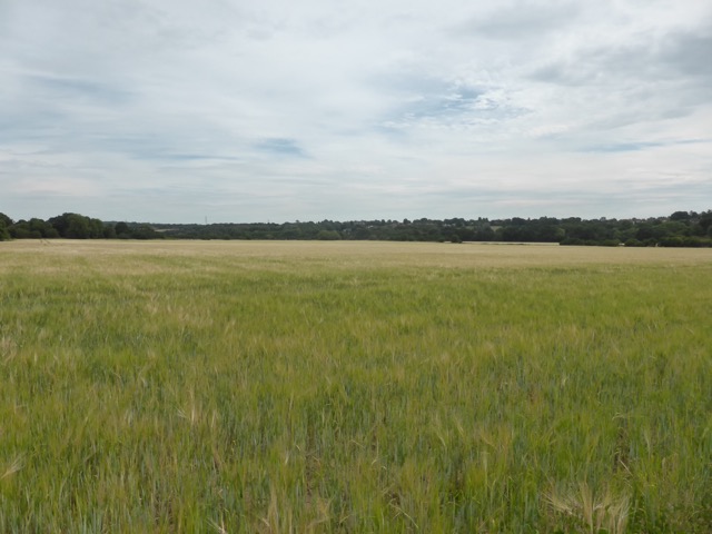 LL Section 16 ( 23.7.2020 )