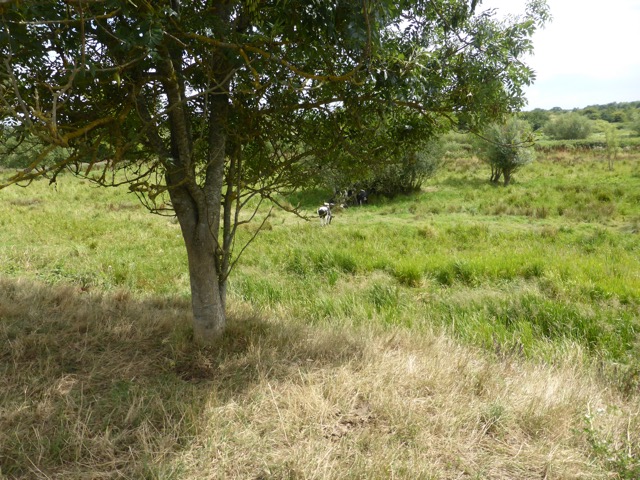 LL Section 16 ( 23.7.2020 )