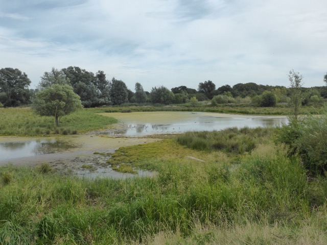 LL Section 16 ( 23.7.2020 )