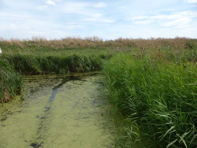 LL Section 16 ( 23.7.2020 )