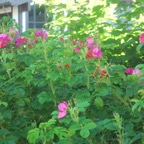 DSC_2306.JPG