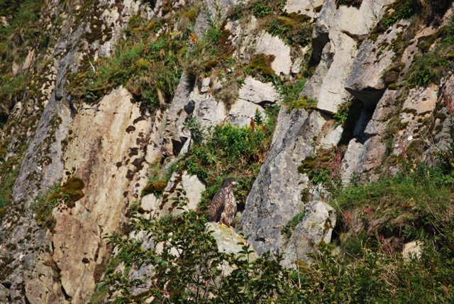 A young boldeagle