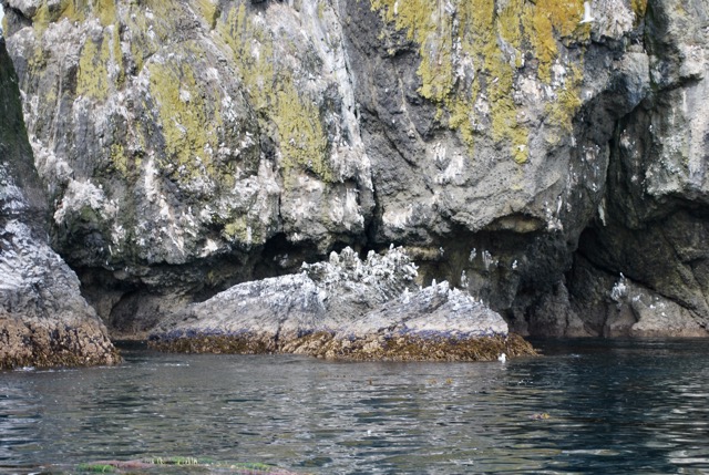 Bird Rock