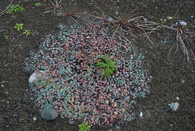 Island vegetation