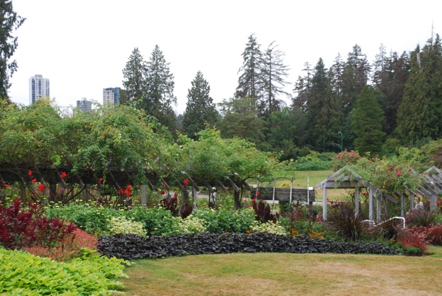 The rose garden