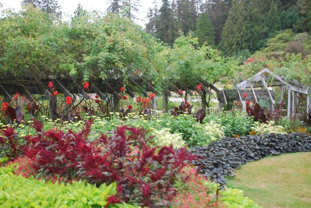 The rose garden
